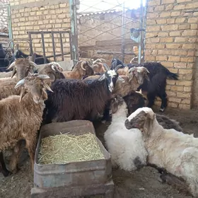çewiş