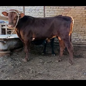 Baklyk öküz
