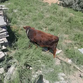 okuzce