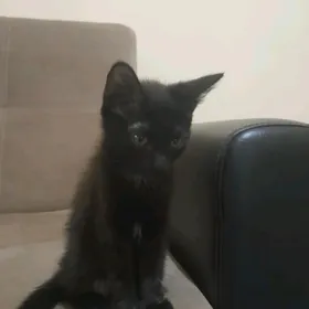кошка