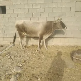 bogaz sygyr