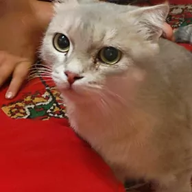 кошка,pişik