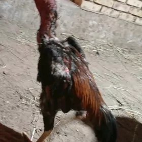 horaz