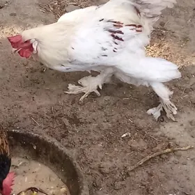 Brama Horaz