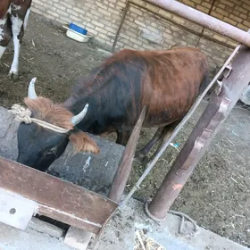 öküz