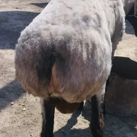 goýun goc