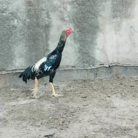 Paroda