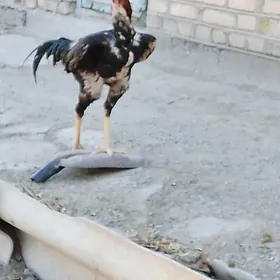 байцовы хораз