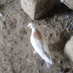 kepderi