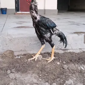 петух бойцовый