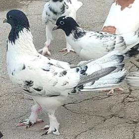 kepderi