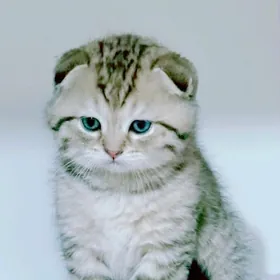 шотландский