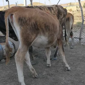 goleli sygyrlar