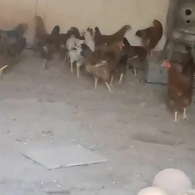 Horaz