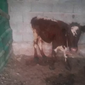 tuwe gole