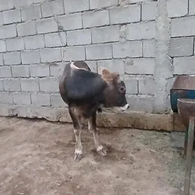 gole okuz