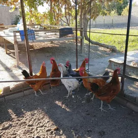 horazlar