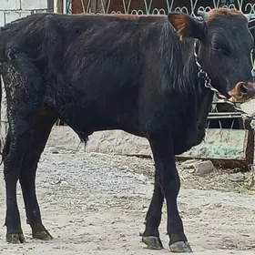 öküz