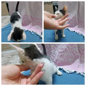 pişik/котёнок