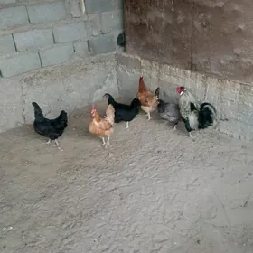 tawuk