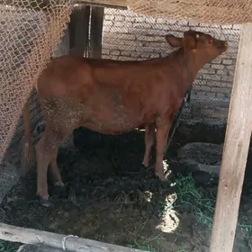 Gulajyn Göle
