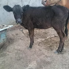 göle
