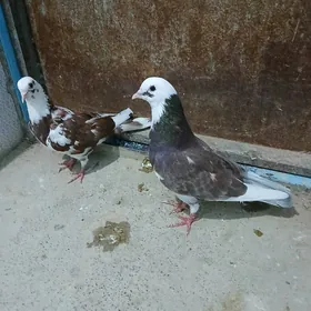 kepderi