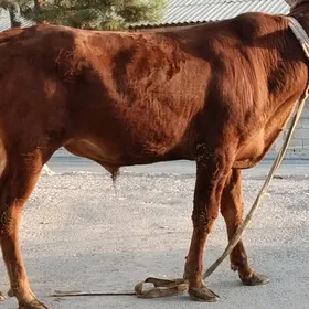 Öküz