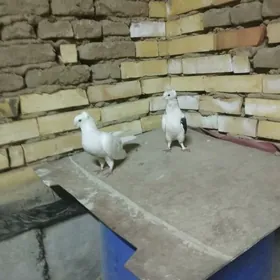 kepderi