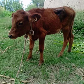 gacar tana