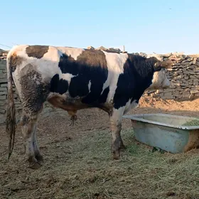 okuz ala sygyr