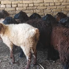 gockarlar
