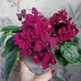 фиалки сортовые