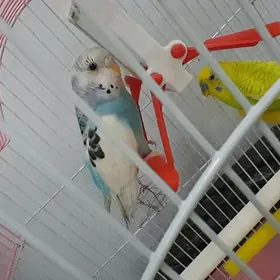 ПОПУГАЙ + клетка