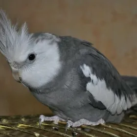 карелла Ķarella ручной