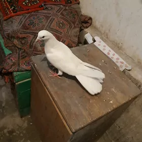 Kepderi