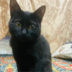 кошка