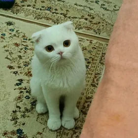 кот