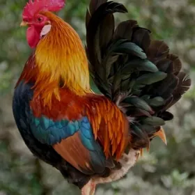 Horaz