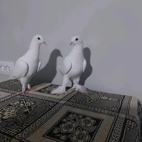 KEPDERI..