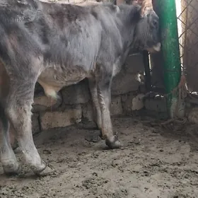 OKÜZ ŞWES MAL
