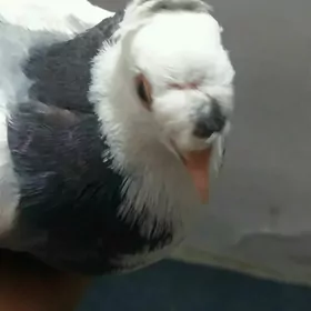 kepder