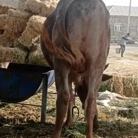öküz