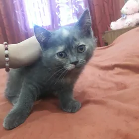 Продается шотландский котенок.