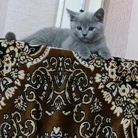 котенок британец