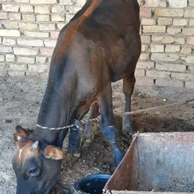 okuzce