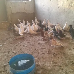 kepderi
