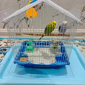 papugay