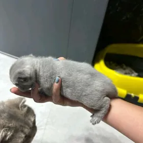 веслоухий котёнок