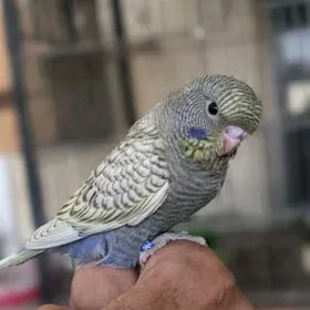 popugay gus